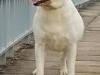 Labrador retriever for crossing / stud services
