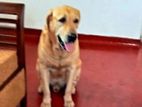 Labrador Retriever for Kind Home