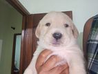 Labrador Retriever Puppies
