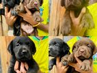 Labrador Retriever Puppies