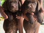 Labrador Retriever Puppies