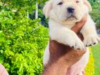 Labrador Retriever Puppy