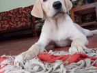 Labrador Retriever Puppy