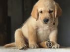 Labrador Retriever Puppies