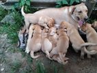 Labrador Retriever