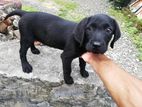 Labrador Retriever