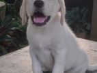 Labrador Retriever Puppy