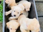 Labrador Retriever Puppies