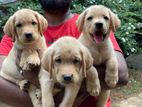 Labrador Retriever Puppy