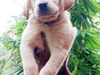 Labrador Retriever Puppies