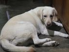 Labrador Retriever Dog