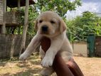 Labrador Retriever Puppy