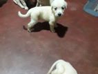 Labrador Retriever Puppies