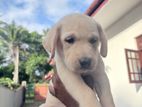 Labrador Retriever puppy