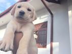 Labrador Retriever