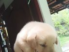 Labrador Retriever Puppy