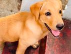 Labrador retriever