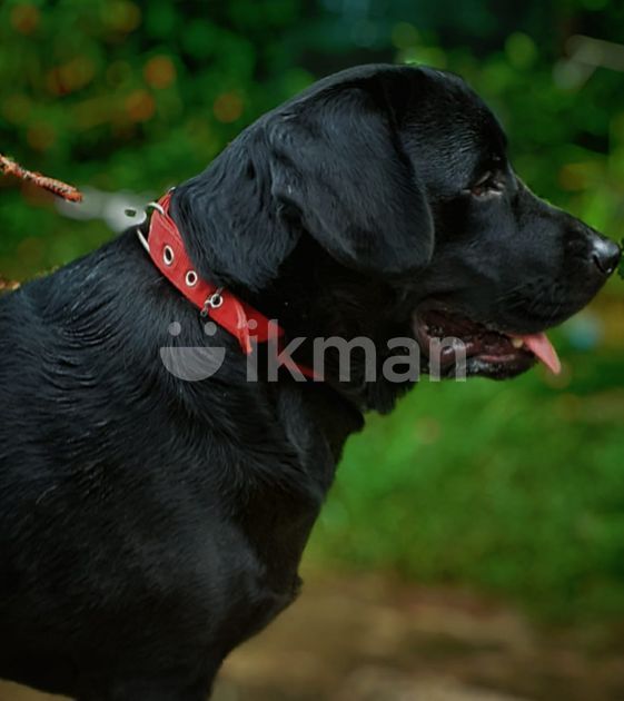 Labrador Retriever Dog for Crossing for Sale in Horana ikman
