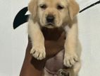 Labrador Retriever Puppy