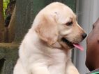 Labrador Retriever Puppies