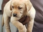 Labrador Retriever Puppies