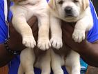 Labrador Retriever Puppies
