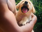 Labrador Retriever Puppy