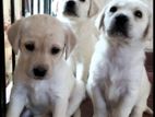 Labrador Retriever Puppies