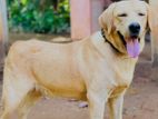 Labrador Retriever