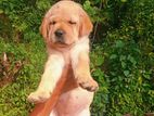 Labrador Retriever Puppies