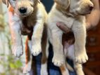 Labrador Retriever Puppies