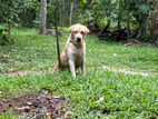 Labrador Retriever for Stud
