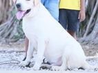 Labrador Retriever for Stud