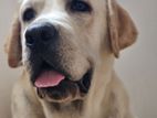 Labrador Retriever for Stud