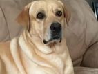 Labrador Retriever for Stud Service