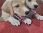 Labrador Retriever Puppies