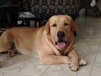 Labrador Retriever Male Dog