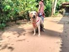 Labrador Retriever Male Dog