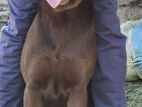 Labrador Retriever Male for Crossing