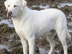 Labrador Retriever male