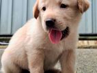 Labrador Retriever Male Puppies