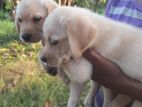 Labrador Retriever Male Puppies