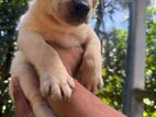 Labrador Retriever Male Puppy