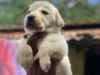 Labrador Retriever Male Puppy