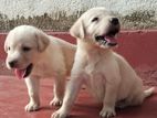 Labrador Retriever Puppies