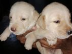 Labrador Retriever Puppies