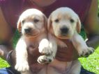 Labrador Retriever Puppies