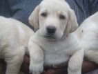 Labrador Retriever puppies