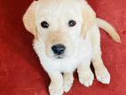 Labrador Retriever Puppies