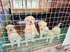 Labrador Retriever Puppies